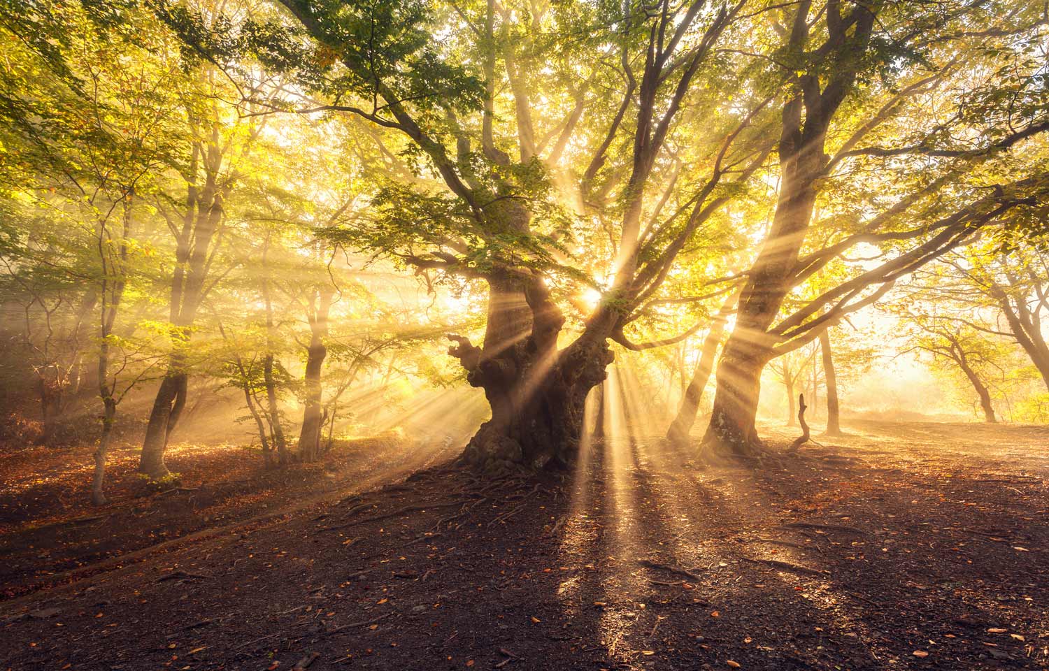 tree
