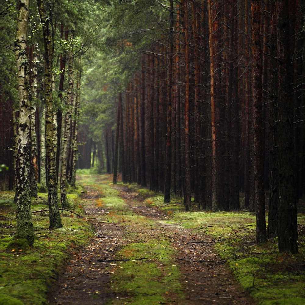 ForestPath