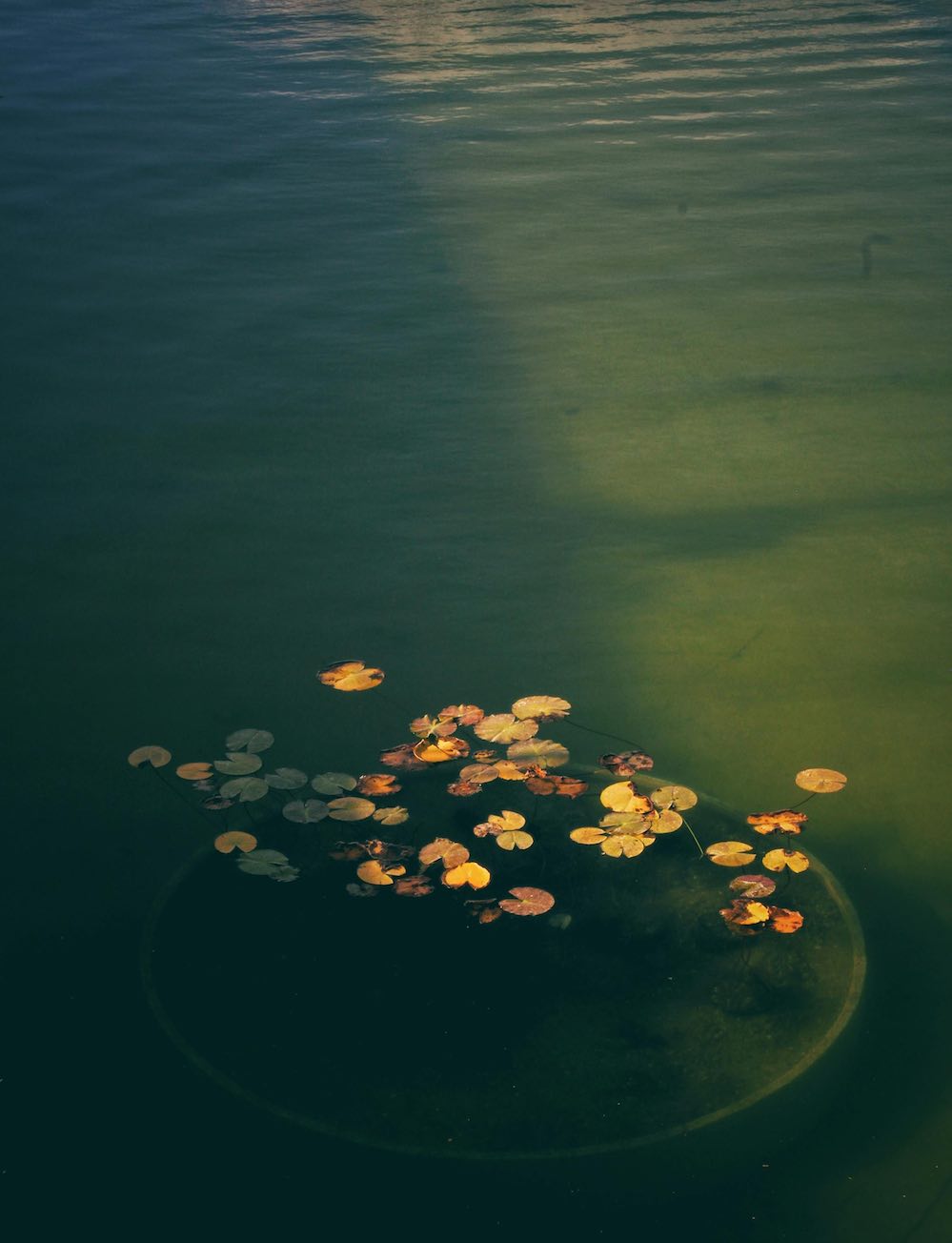 PondSurface