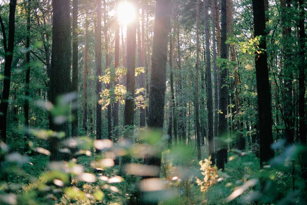 SunForest